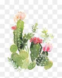 Cactus Flower Painting Cactus Flower Painting Succulents Wallpaper Cactus Illustration