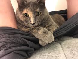 Maybe you would like to learn more about one of these? My Cat Is In My Pants Again Album On Imgur