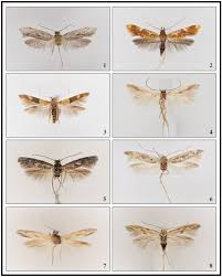 Insects may be farmed for the commodities they produce (like silk, honey, lac or insect tea), or for them themselves; New Data On Praydidae Oecophoridae Stathmopodidae Scythrididae And Cosmopterigidae From The Canary Islands Spain Insecta Lepidoptera