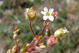 Image result for Tridactyle tridactylites