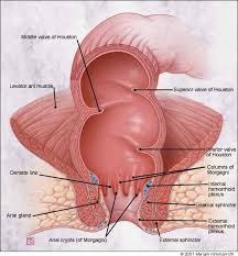 Common Anorectal Conditions Part I Symptoms And Complaints American Family Physician