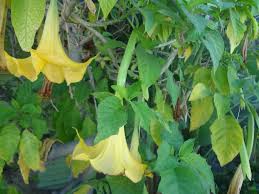 Anula completamente la voluntad de quien la consume. Floripondio Planta Medicinal Nombre Cientifico