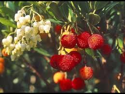 L Arbousier Ou Arbre Aux Fraises Youtube