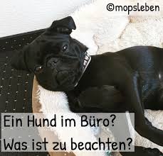 Langeweile im büro, weil die aufgaben langweilig sind. Ein Hund Im Buro Was Ist Zu Beachten Hund Im Buro Hunde Angst Vor Hunden