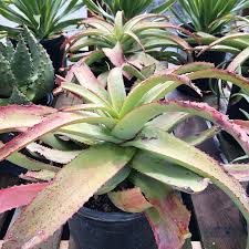Image result for Aloe spicata