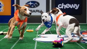 Puppy bowl writers and performers inject lots of silliness in reporting the puppies' statistics, football backgrounds, and interests. Wzwgsm 4szhc7m