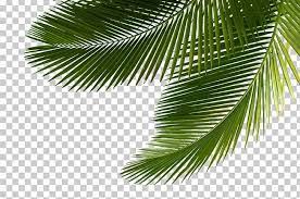 Arecaceae Asian Palmyra Palm Leaf Tree Sabal Palm Png Palm Leaves Palm Tree Png Palm Tree Photography