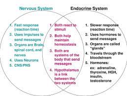 Similarities And Differences Between The Nervous And Endocrine Systems Diagram Quizlet