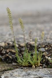 Image result for Tragus pedunculatus