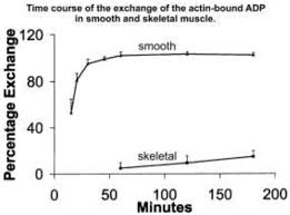 Find the perfect smooth muscle cells stock illustrations from getty images. Structure And Dynamics Of The Actin Based Smooth Muscle Contractile And Cytoskeletal Apparatus Abstract Europe Pmc