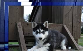 Maybe you would like to learn more about one of these? Adorable Siberian Husky Puppies Near Me Home Facebook