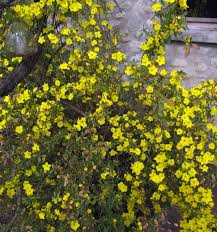 Image result for Reinwardtia indica