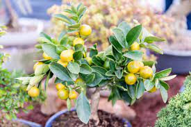 These trees have good tolerance for drought once well established, but in the first year, give them plenty of water. Tips For Growing Citrus Trees In Pots Kellogg Garden Organics