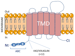Ijms Free Full Text Critical Role Of The Human Atp Binding Cassette G1 Transporter In Cardiometabolic Diseases Html