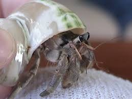 Maybe you would like to learn more about one of these? Hermit Crabs Com