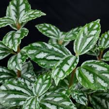 Image result for Pilea angolensis