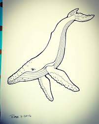 Pin On Whales