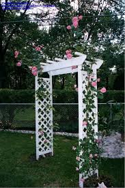 Maybe you would like to learn more about one of these? Plantfiles Pictures Large Flowered Climbing Rose Coral Dawn Rosa By Mikamouse