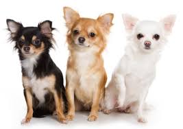 Browse and find chihuahua puppies today, on the uk's leading dog only classifieds site. Chihuahuas What S Good And Bad About Chihuahua Dogs