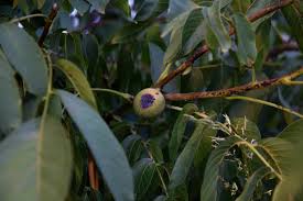 Image result for antraknóza ořešáku