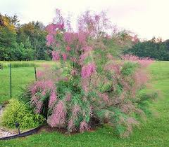 Image result for tamarix ramosissima pink cascade