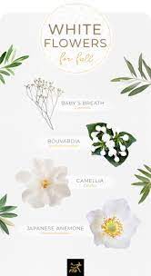 Maybe you would like to learn more about one of these? 40 Types Of White Flowers Ftd Com