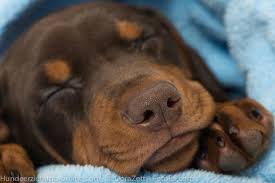 Marketingexperten berechnen ganz genau, wann, wo und wie der kunde am ehesten zugreift. Ruhebedurfnis Wie Viel Schlaf Braucht Der Hund Hundeerziehung Online