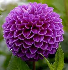 Pin By Crystal Weatherly On Flowers Plants Purple Succulents Amazing Flowers Pretty Flowers