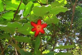 Image result for Uvaria acuminata