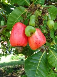 Epingle Sur Litchi Punch