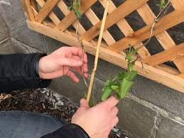The plants are ideal for training up a wall or trellis, and can also. Guide To Climbing Plants Jackson S Online Garden Centre