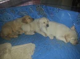 Check spelling or type a new query. English Lab Puppy Pets And Animals For Sale Texas