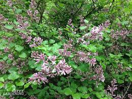 Most plants need some sunlight to survive. Low Maintenance Shrubs 18 Choices For Your Garden