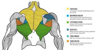 Branches of the cervical plexus may extend towards the back of the neck, towards the front, up towards the ear, or down toward the back. 8 Tips To Improve Upper Back Mass Fitness And Power