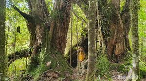 Die ausfuhr von pflanzen und tieren ohne die erforderliche genehmigung bzw. Die Pflanzen In Neuseeland Eine Ubersicht