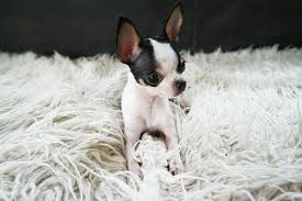 Puppies for adoption in vermont. Teacup Chihuahua Puppies For Sale In Vermont Vt Long Haired Apple Head Deer Head Sho Teacup Chihuahua Puppies Chihuahua Puppies For Sale Chihuahua Puppies