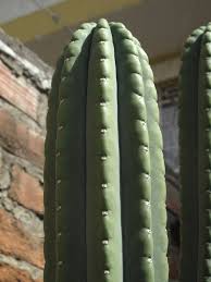 I have it sitting in a pot drying out pull out the cacti, let it air dry, no media. Pin On San Pedro