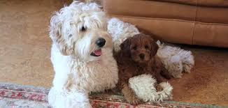 The australian labradoodle breed dates back to the 1980's and was initiated with the intent to create a breed that had the temperament of a service dog and was allergy and asthma friendly. Australian Labradoodle Puppies From Mountain Park Labradoodles