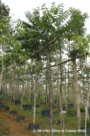 Image result for Antiaris toxicaria