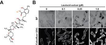 The hemicellulose of the sycamore primary cell wall is a xyloglucan. Modification Of Plant Cell Wall Structure Accompanied By Enhancement Of Saccharification Efficiency Using A Chemical Lasalocid Sodium Scientific Reports