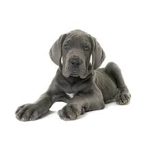 Feb 05, 2021 · this breeder is recognized by the akc, great dane club of central north carolina, and the raleigh kennel club, inc. Petland Florida