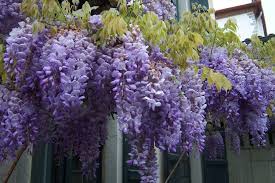 Blauweregen (wisteria Sinensis) - ClematisOnline Blog