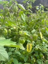 Image result for Physalis angulata
