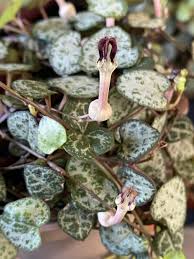 Image result for Ceropegia crassifolia