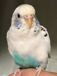 セキセイ インコ ハルクイン 性別