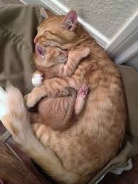 Tap The Photo For More Precious Cat Videos And Photos Cutecats Catloverscommun Cat Catloverscommun Cutecats P Cat Hug Cute Baby Animals Cute Animals