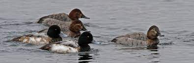 Die bergente ist eine ente aus der gattungsgruppe der tauchenten, die in den beiden unterarten a. Bergente