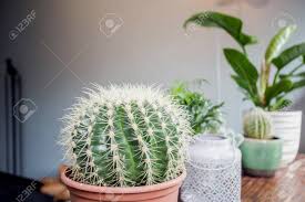 So that stubby little plant you seen with thorns is most certainly a cactus, we all know that! Various Types Of Cactus And Green House Plants On Wooden Table Stock Photo Picture And Royalty Free Image Image 124903280