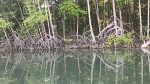 Image result for Rhizophora racemosa