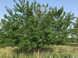 Image result for Maclura